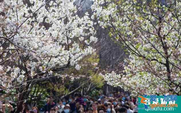 2021年雞鳴寺櫻花最佳觀賞時間 雞鳴寺櫻花需要預約門票嗎？