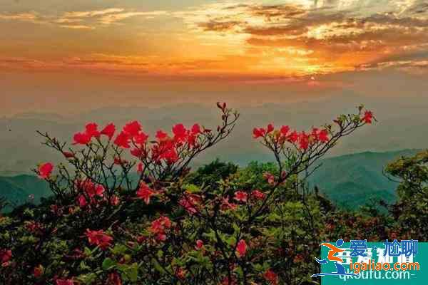 2021南寧大明山杜鵑花什么時候開？