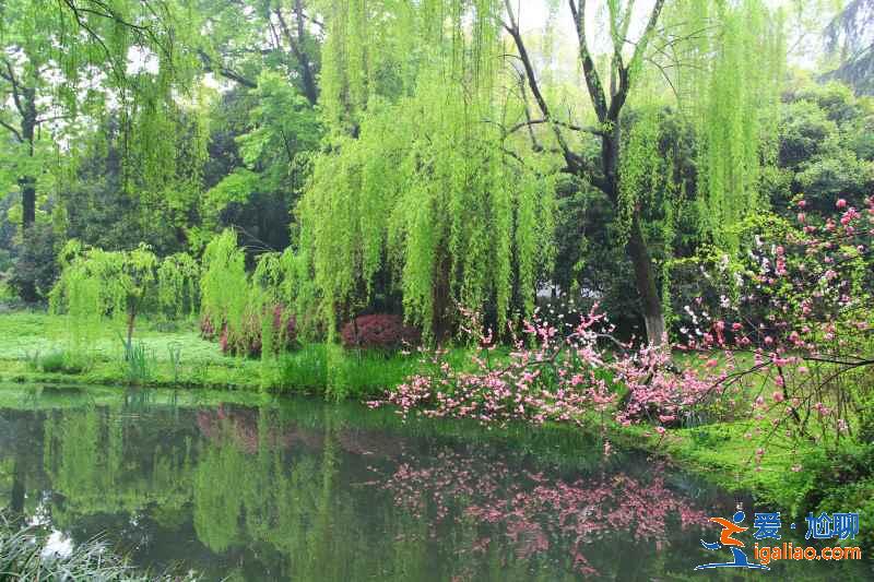 柳浪聞鶯有哪些傳說，柳浪聞鶯有什么故事，柳浪聞鶯的由來是什么？