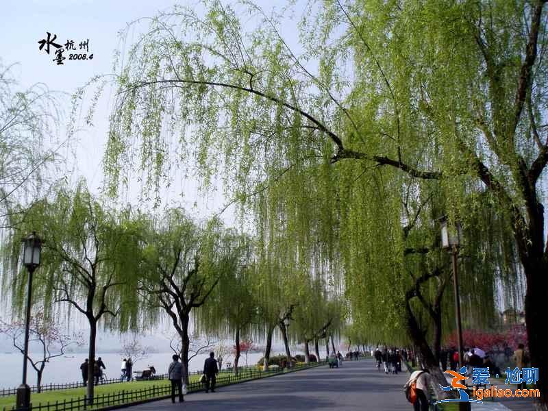 柳浪聞鶯有哪些傳說，柳浪聞鶯有什么故事，柳浪聞鶯的由來是什么？