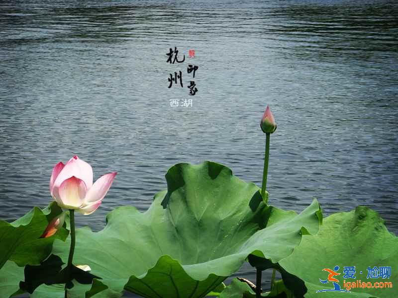 西湖曲院風荷在哪，曲院風荷地址，曲院風荷攻略？
