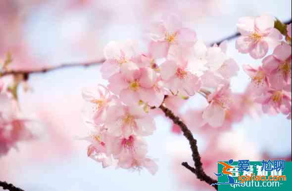 2021天津運河桃花節時間及活動詳情 天津賞花的地方有哪些？
