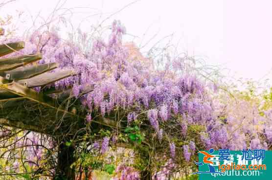 2021天津運河桃花節時間及活動詳情 天津賞花的地方有哪些？