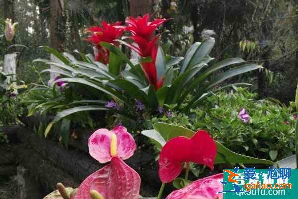 2021成都植物園門票 成都植物園一日游攻略？