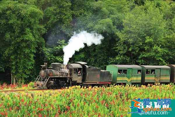 樂山油菜花小火車賞花路線 2021樂山油菜花小火車多少錢？