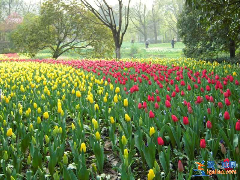 太子灣公園幾月份去好?太子灣公園最佳旅游時間是什么時候?? 太子灣公園幾月份去好?太子灣公園最佳旅游時間是什么時候??