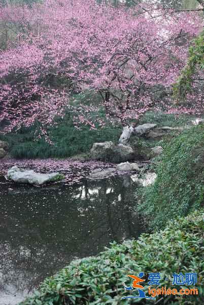 太子灣公園幾月份去好?太子灣公園最佳旅游時間是什么時候?? 太子灣公園幾月份去好?太子灣公園最佳旅游時間是什么時候??