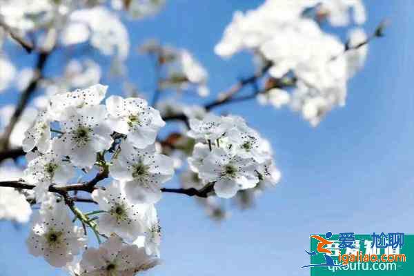 昆明萬溪沖梨花什么時候開 2021昆明萬溪沖梨花節攻略？