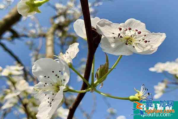 昆明萬溪沖梨花什么時候開 2021昆明萬溪沖梨花節攻略？
