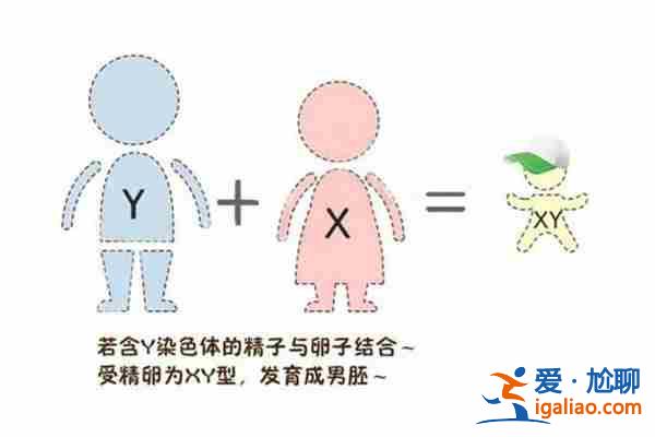 愛心助孕，生育的黃金期？