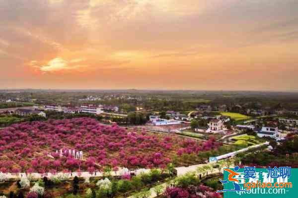 句容櫻花節(jié)是什么時候2021 句容櫻花節(jié)時間？