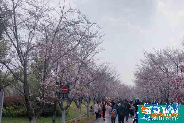 句容櫻花節(jié)是什么時候2021 句容櫻花節(jié)時間？