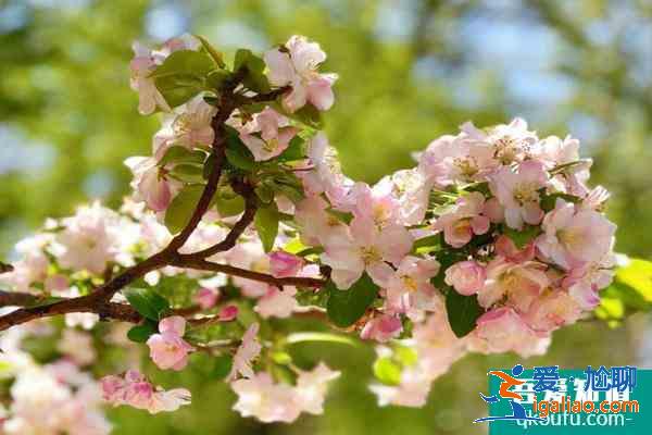 北京海棠花溪每年幾月去最好 2021北京看海棠花的地方有哪些？