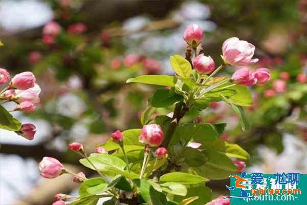 北京海棠花溪每年幾月去最好 2021北京看海棠花的地方有哪些？