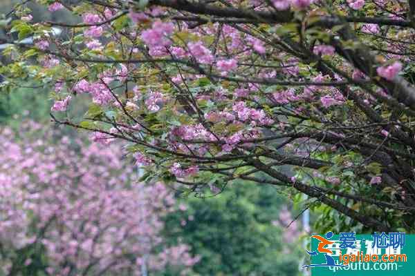 2021重慶鐵山坪櫻花開了嗎 附最佳觀賞期？
