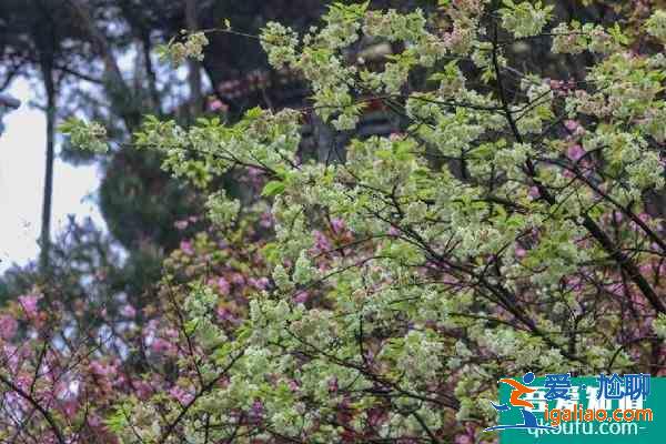 2021重慶鐵山坪櫻花開了嗎 附最佳觀賞期？