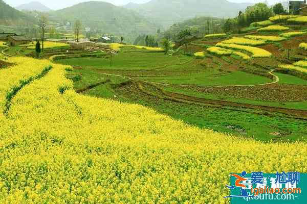 2021漢陰油菜花節什么時候 漢陰油菜花節詳情？