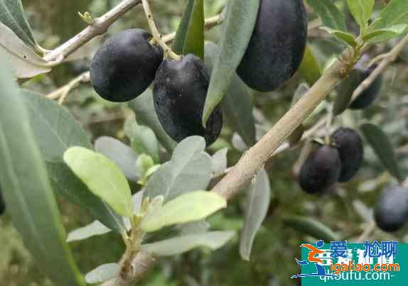 甘肅隴南有什么好玩的? 甘肅隴南有什么好玩的?