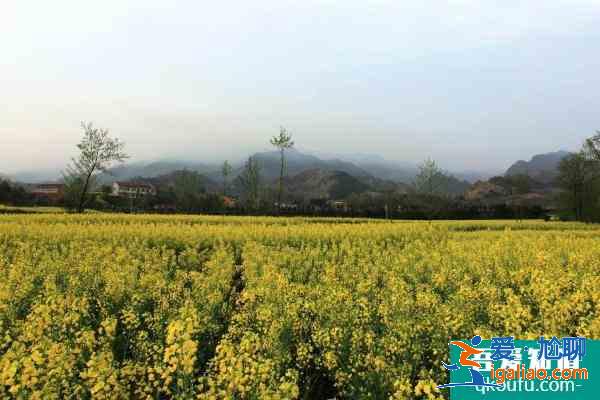 2021漢陰油菜花節什么時候 漢陰油菜花節詳情？