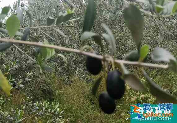 甘肅隴南有什么好玩的? 甘肅隴南有什么好玩的?