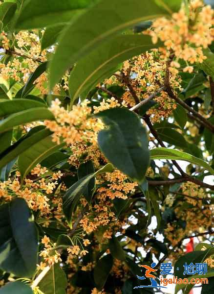 滿隴桂雨什么時間去好,滿隴桂雨時候什么季節去,滿隴桂雨什么時候可以看到? 滿隴桂雨什么時間去好,滿隴桂雨時候什么季節去,滿隴桂雨什么時候可以看到?