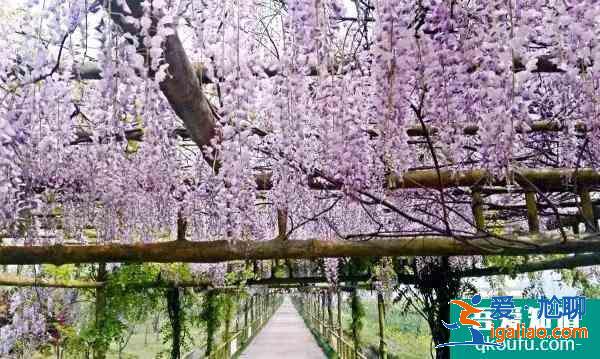 上海紫藤園綜合體什么時候開放 中國最大紫藤主題園？