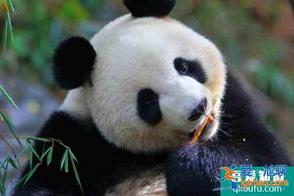 2021紅山森林動物園營業時間 紅山森林動物園門票多少？
