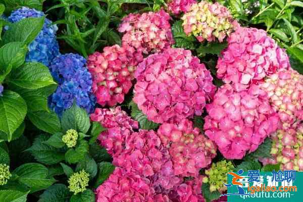 2021粵港澳大灣區(qū)深圳花展 花展開幕時間？