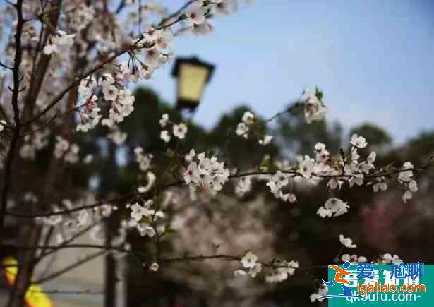2021合肥春季賞花地圖 合肥賞花的景點(diǎn)介紹？