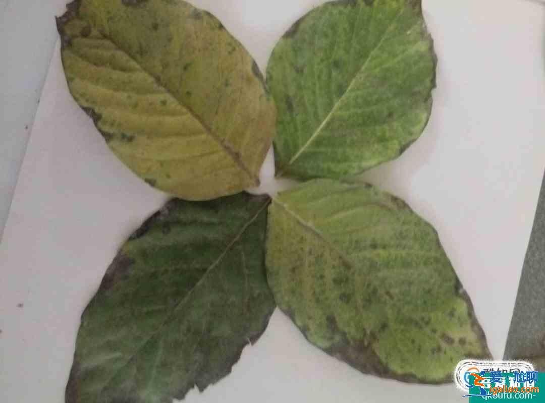 樹葉貼畫蝴蝶制作方法？