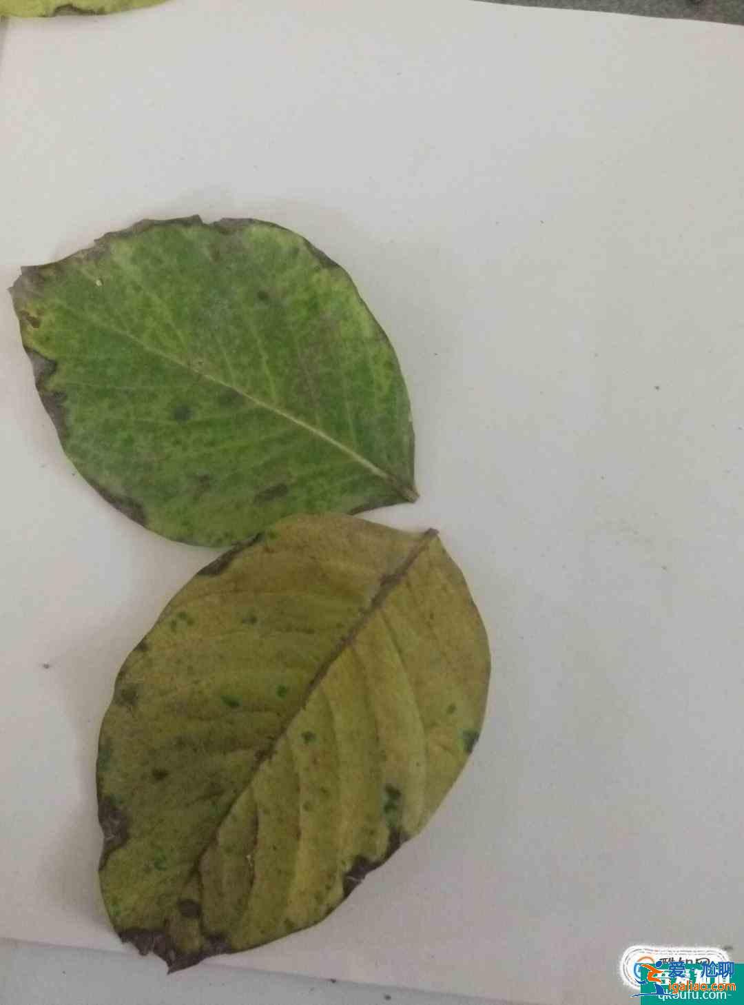 樹葉貼畫蝴蝶制作方法？