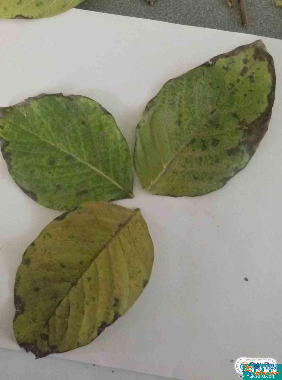 樹葉貼畫蝴蝶制作方法？