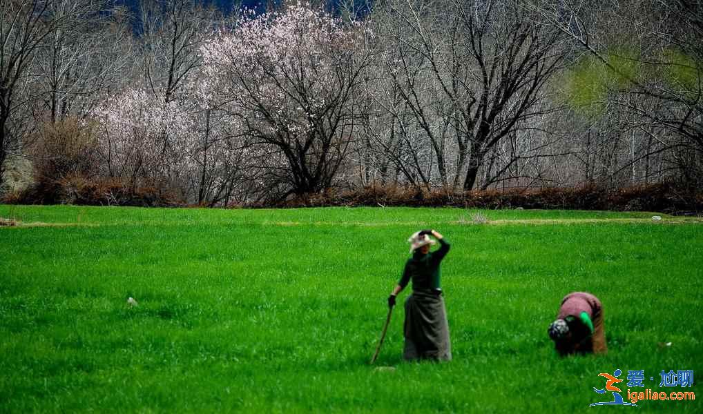 【林芝旅游】林芝12個月景色看點？