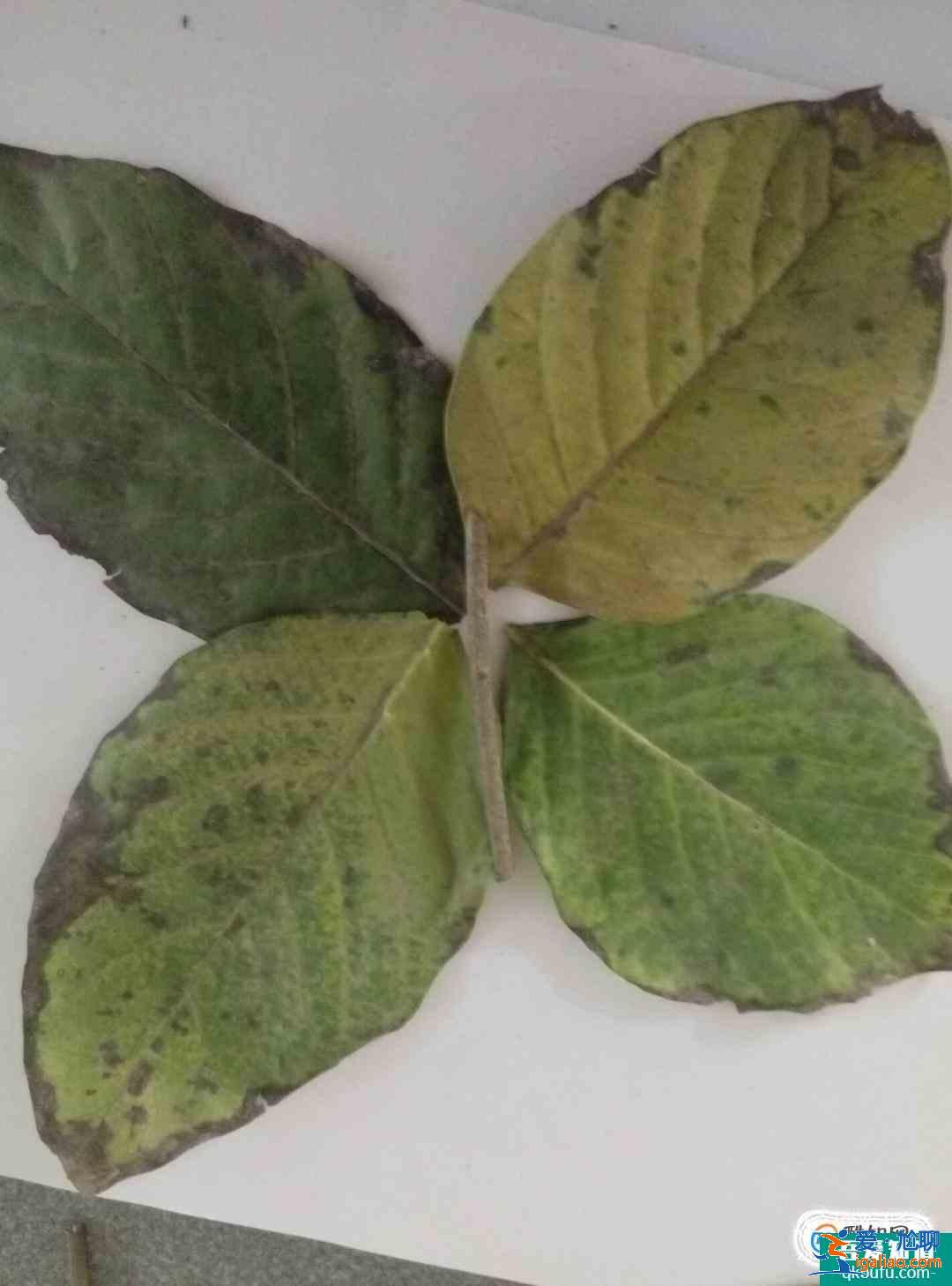 樹葉貼畫蝴蝶制作方法？