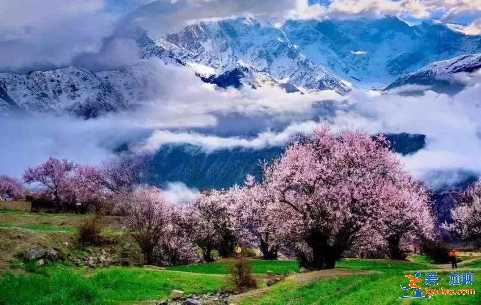 【林芝旅游】林芝12個月景色看點？