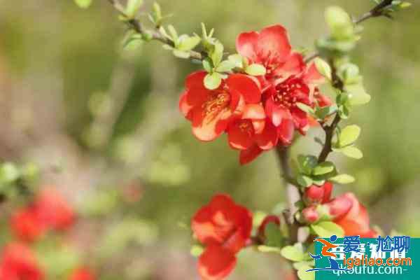 2021上海春季花展有哪些 上?；ㄕ购萌ヌ幫扑]？