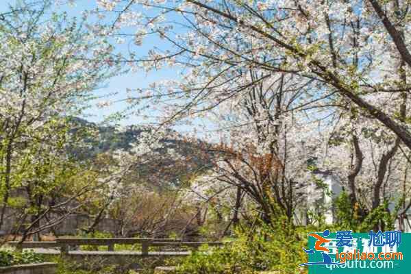 紹興宛委山櫻花什么時候開2021 附交通指南？