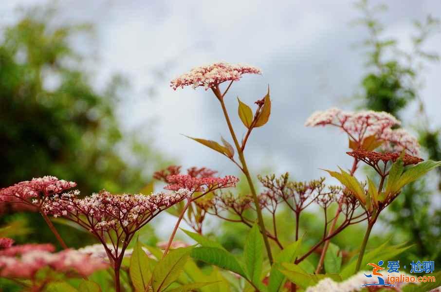 【林芝旅游】林芝12個月景色看點？