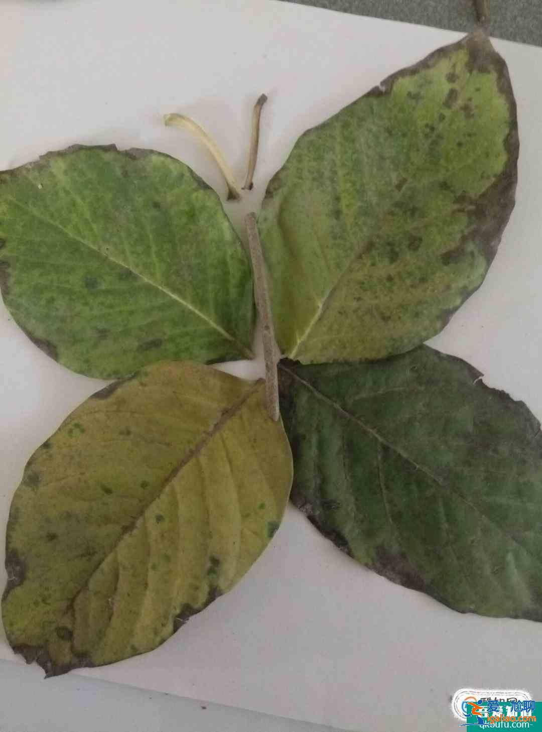 樹葉貼畫蝴蝶制作方法？