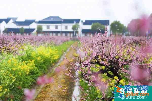 2021上海春季花展有哪些 上?；ㄕ购萌ヌ幫扑]？