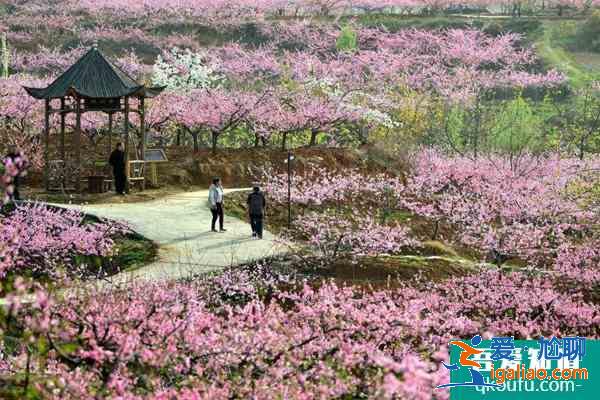 2021石河子桃花節在什么時候 附活動項目及交通? 2021石河子桃花節在什么時候 附活動項目及交通?