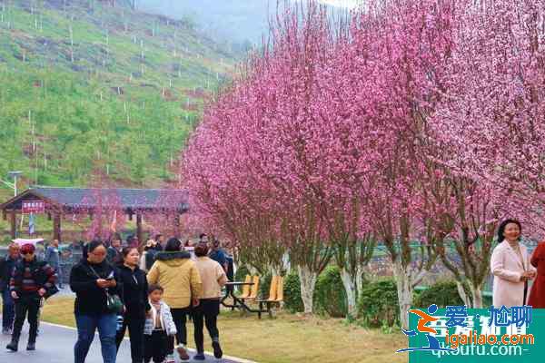 2021石河子桃花節在什么時候 附活動項目及交通? 2021石河子桃花節在什么時候 附活動項目及交通?