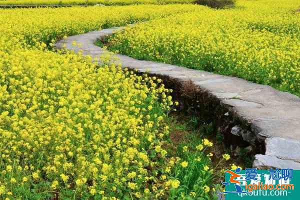2021廣東油菜花旅游景點(diǎn) 廣東哪里看油菜花海? 2021廣東油菜花旅游景點(diǎn) 廣東哪里看油菜花海?