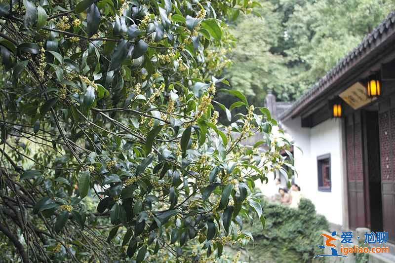 虎跑夢泉主要景點有哪些,虎跑夢泉好玩嗎,虎跑夢泉旅游攻略? 虎跑夢泉主要景點有哪些,虎跑夢泉好玩嗎,虎跑夢泉旅游攻略?