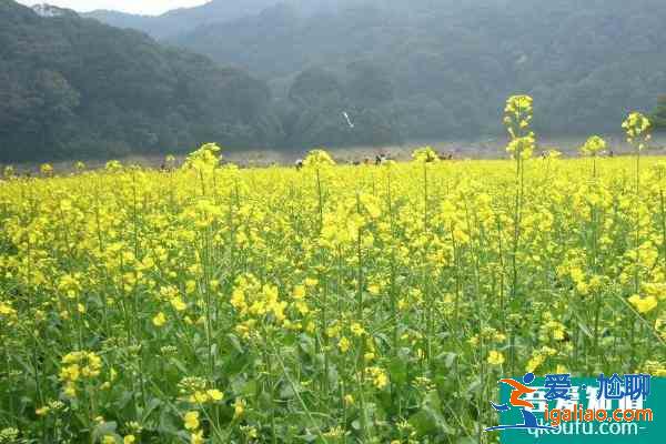 2021廣州從化去哪里看油菜花？
