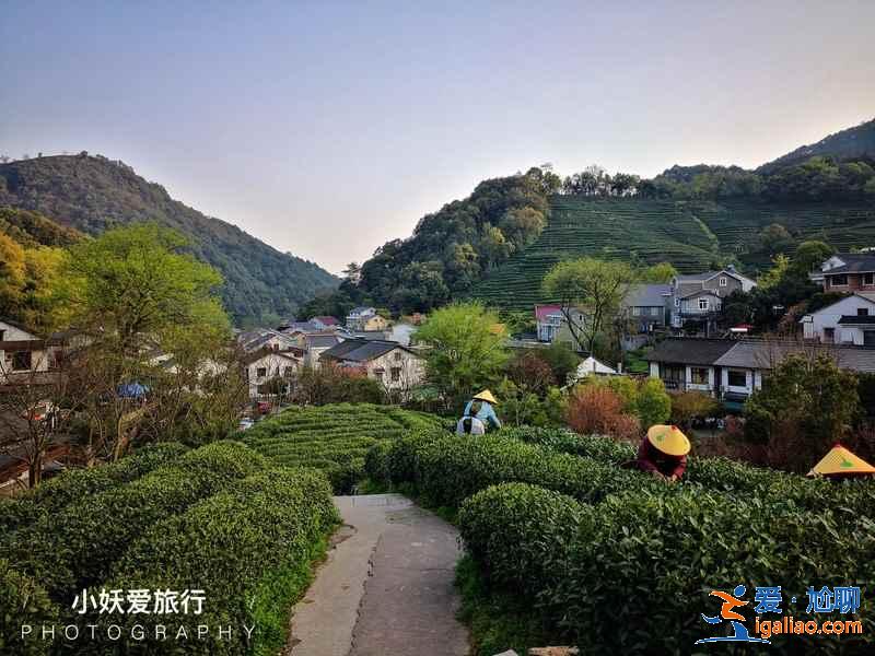 龍井村有什么好玩的,龍井村哪里好玩,龍井村好玩嗎? 龍井村有什么好玩的,龍井村哪里好玩,龍井村好玩嗎?