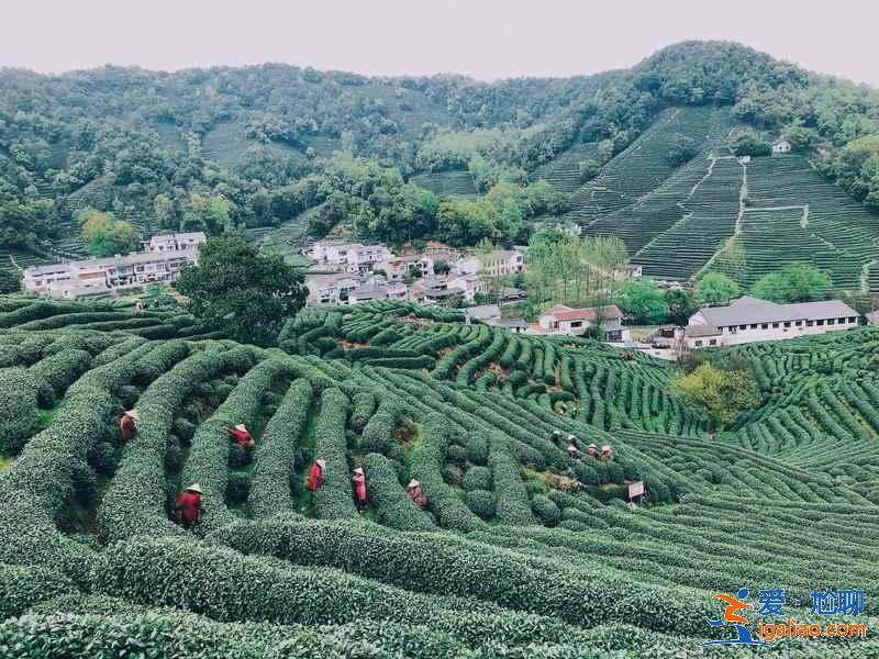 龍井村有什么好玩的,龍井村哪里好玩,龍井村好玩嗎? 龍井村有什么好玩的,龍井村哪里好玩,龍井村好玩嗎?