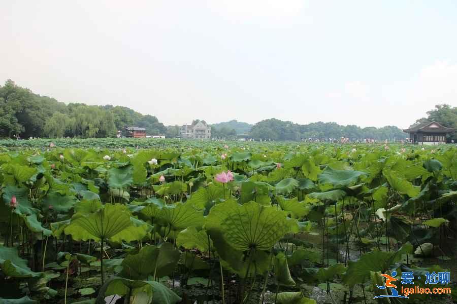 曲院風荷8月還有荷花嗎,曲院風荷適合什么時候去,曲院風荷能玩多長時間? 曲院風荷8月還有荷花嗎,曲院風荷適合什么時候去,曲院風荷能玩多長時間?