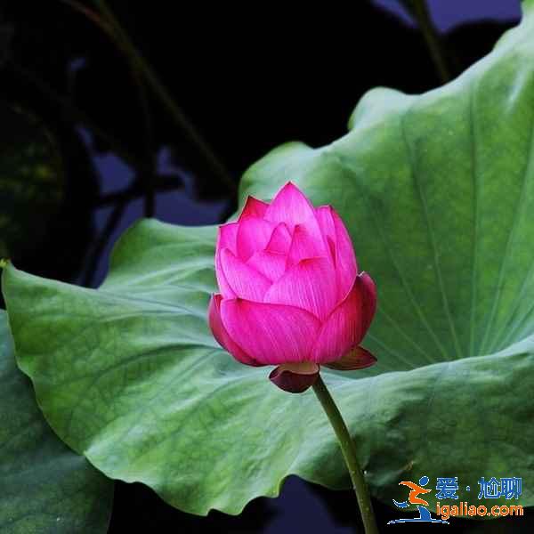 曲院風荷8月還有荷花嗎,曲院風荷適合什么時候去,曲院風荷能玩多長時間? 曲院風荷8月還有荷花嗎,曲院風荷適合什么時候去,曲院風荷能玩多長時間?