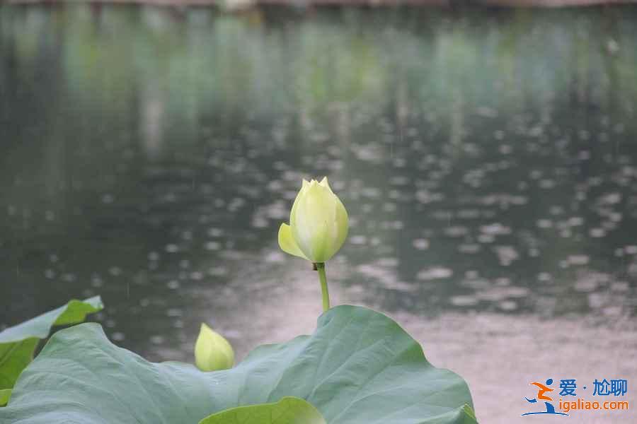 曲院風荷8月還有荷花嗎,曲院風荷適合什么時候去,曲院風荷能玩多長時間? 曲院風荷8月還有荷花嗎,曲院風荷適合什么時候去,曲院風荷能玩多長時間?